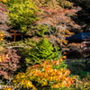 埋もれる鳥居