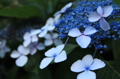 雨上がりに紫陽花