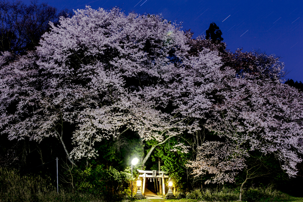 夜桜2