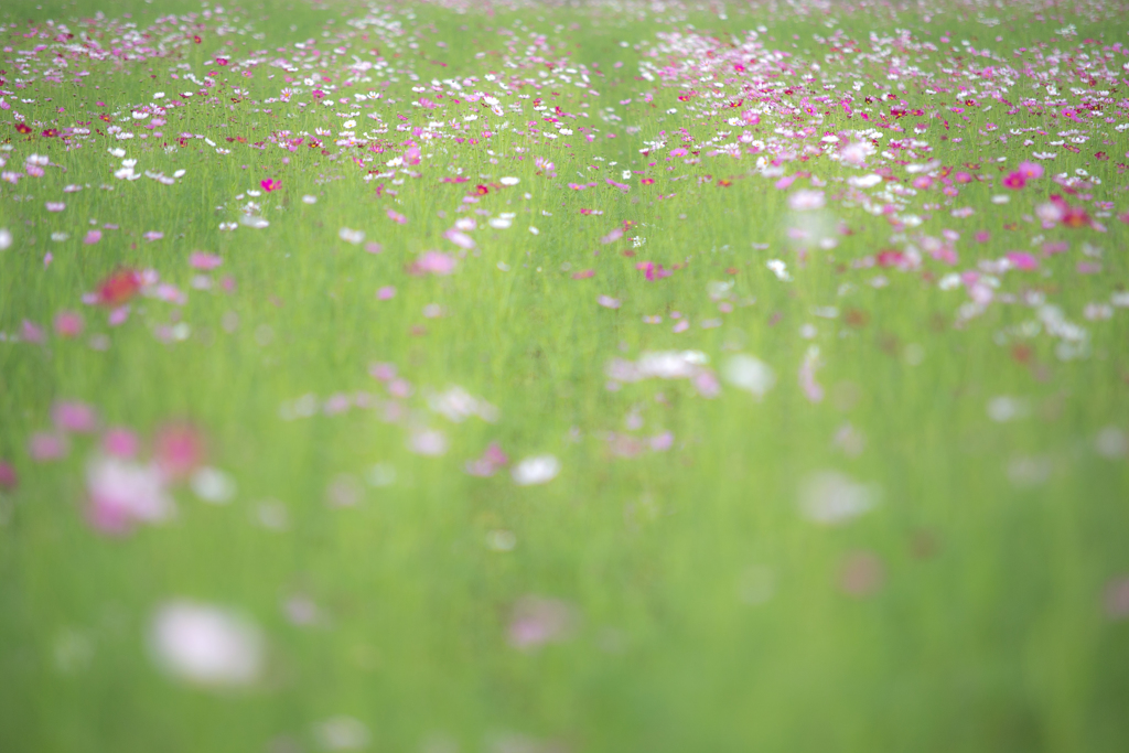 藤原京跡の秋桜