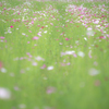 藤原京跡の秋桜