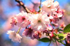 偶然見つけた八重桜