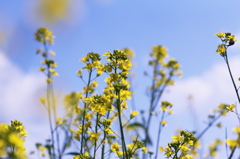 菜の花と空