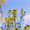 菜の花と空