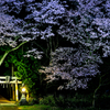 夜桜
