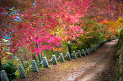 吉野で見つけた紅葉