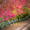 吉野で見つけた紅葉