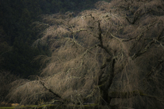 妖艶桜、冬の姿 其之参