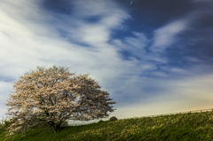 天理の一本桜