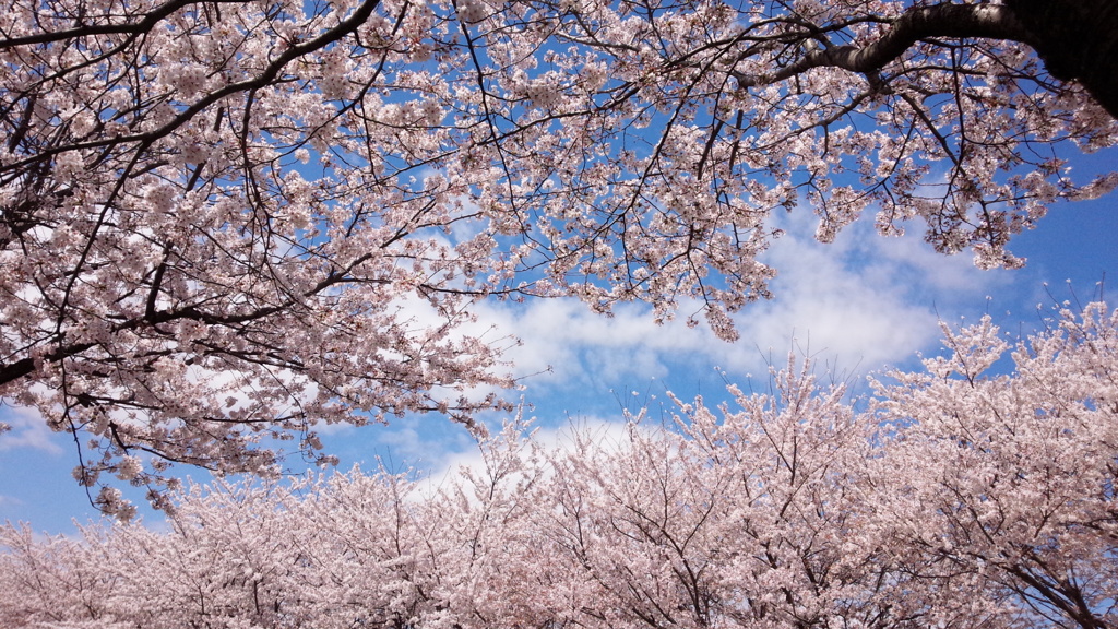 花の雲