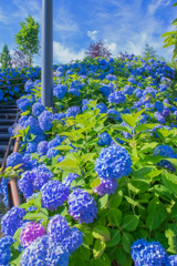 紫陽花