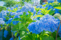 紫陽花