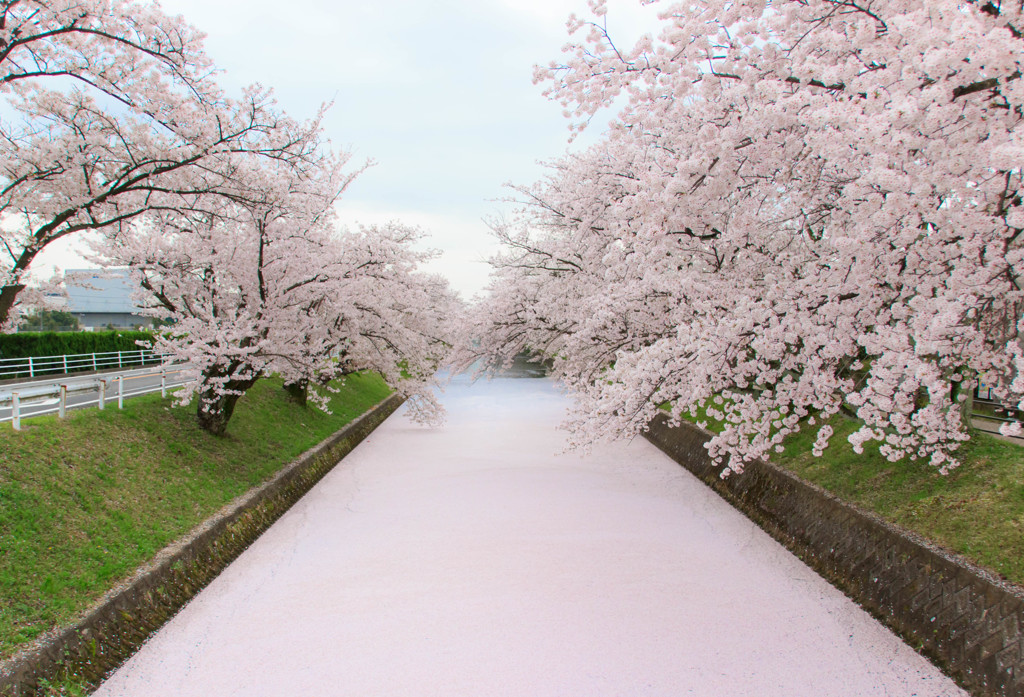 桜のカーペット