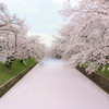 桜のカーペット
