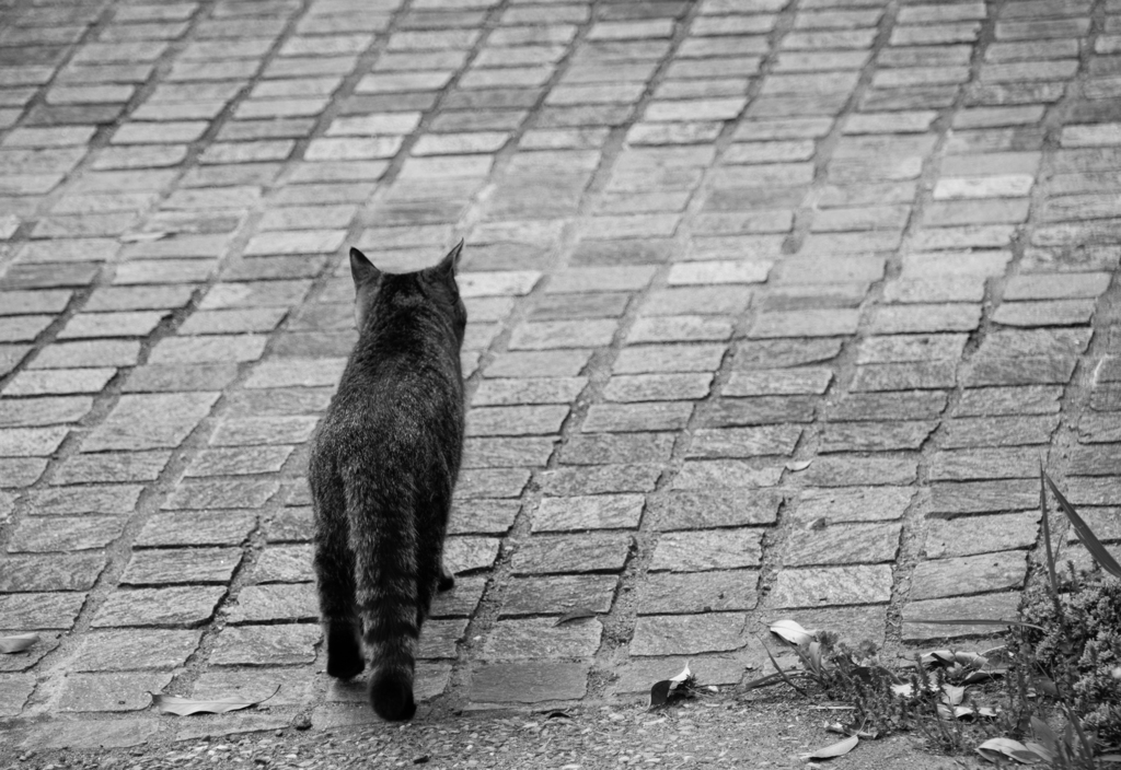 進撃の猫
