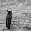 進撃の猫