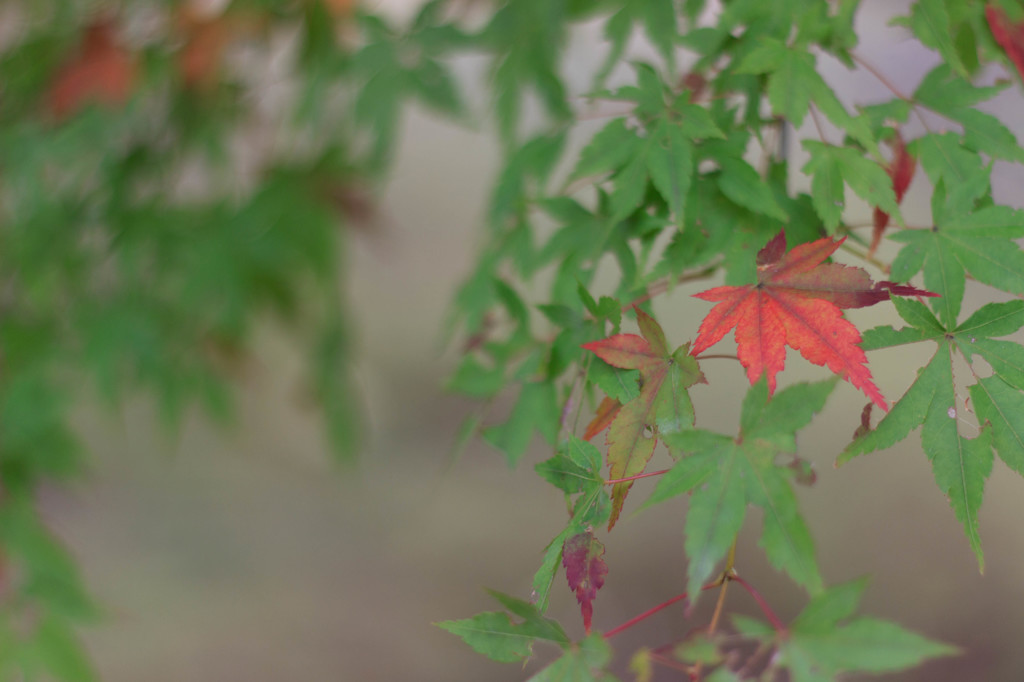 しっとりと紅く