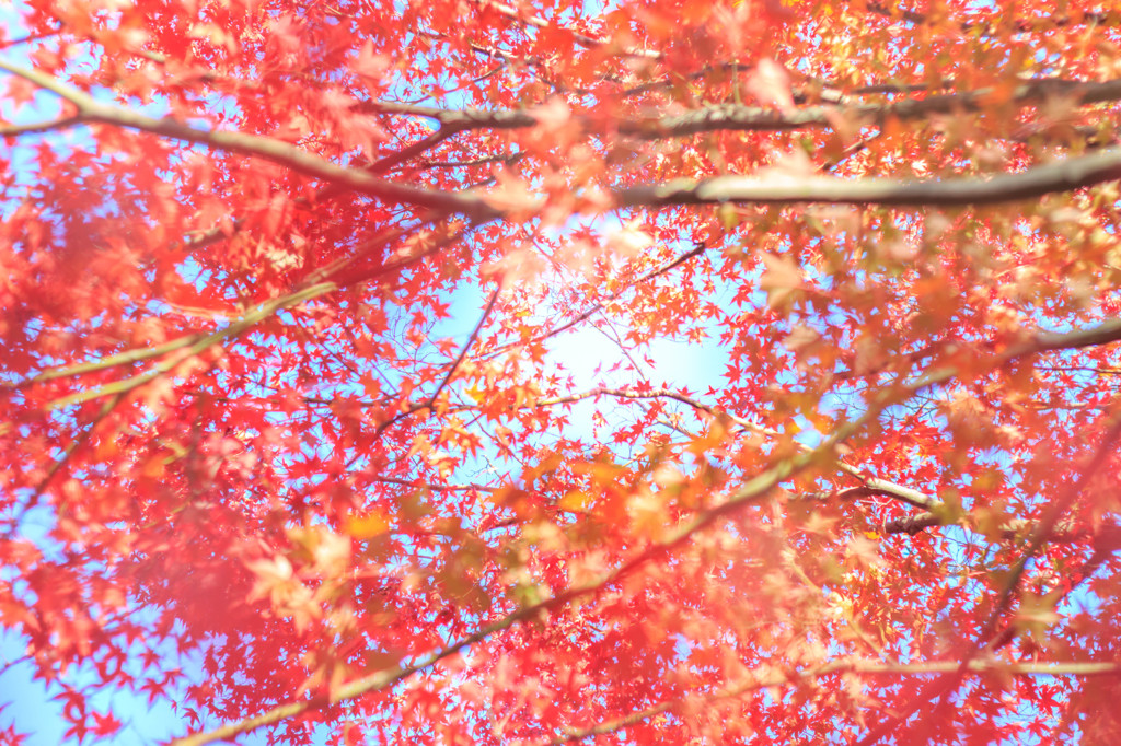 紅に囲まれて