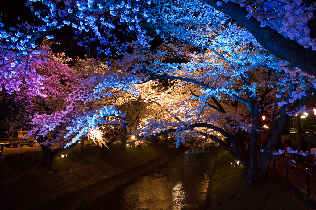 虹色の桜