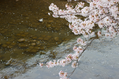 散りゆく桜