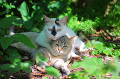 かまってほしい猫