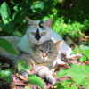 かまってほしい猫