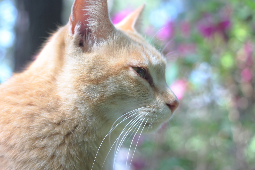 イケメン猫