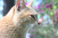 イケメン猫