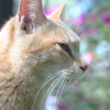 イケメン猫