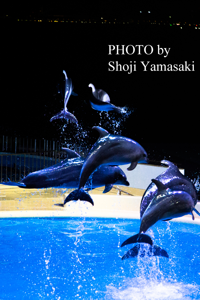 夜の水族館