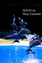 夜の水族館