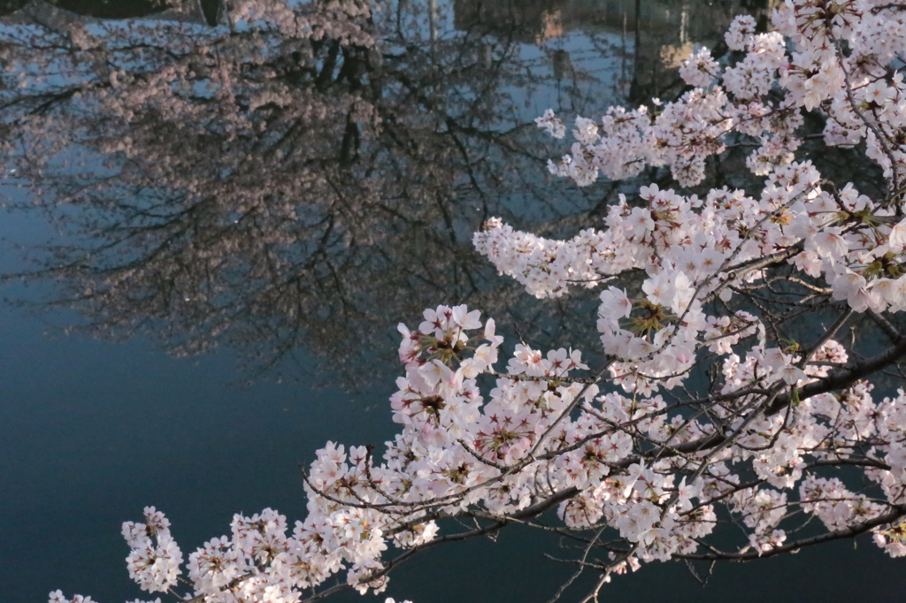 水面桜