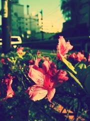 like flower