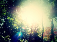 木洩れ陽