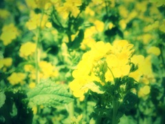 菜の花