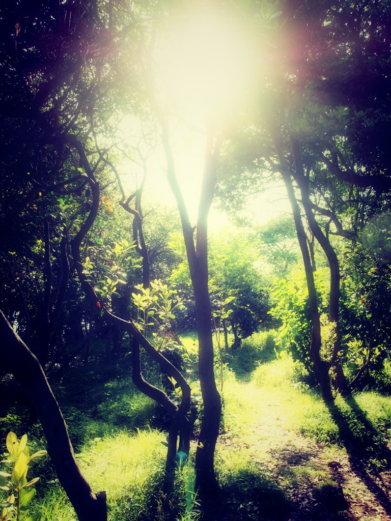 木漏れ日