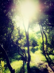 木漏れ日