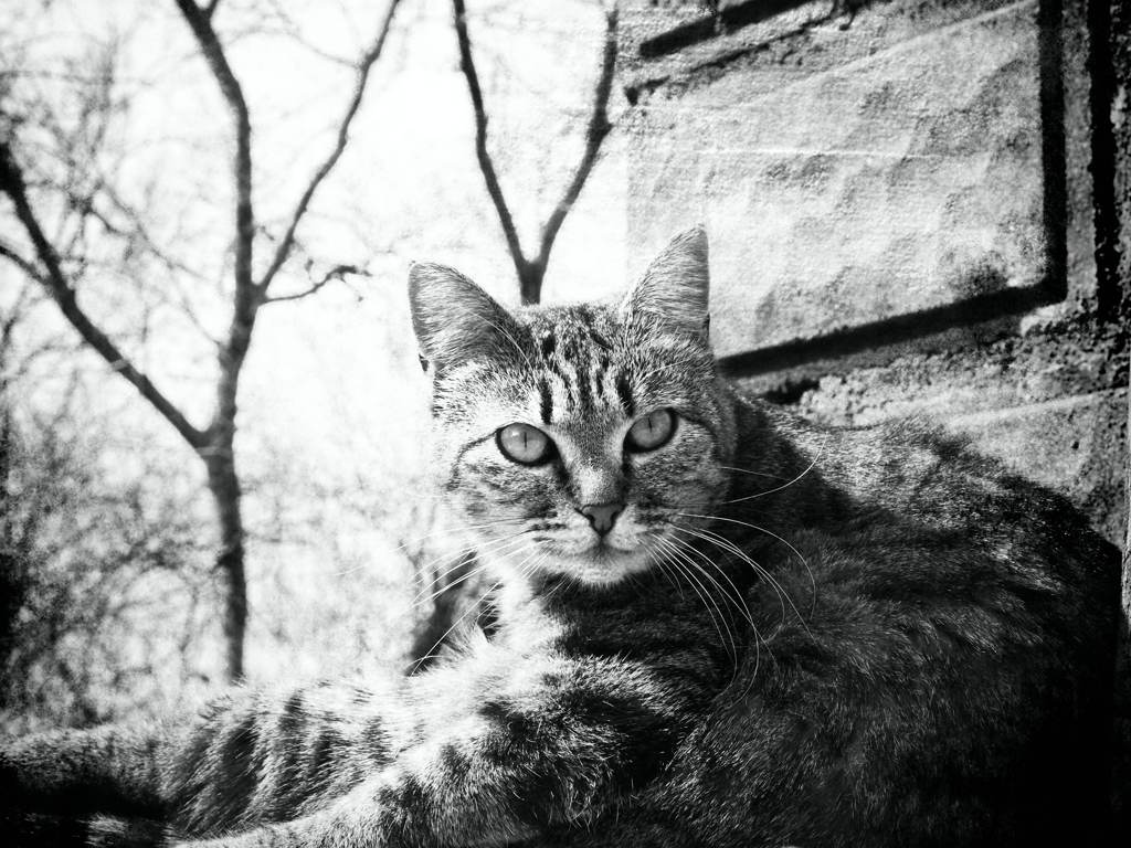 cat