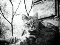 cat