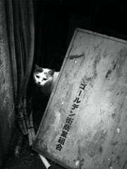 ゴールデン街の猫