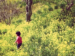 菜の花と少女