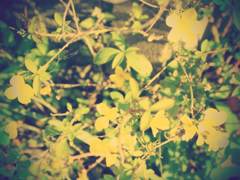 herbal