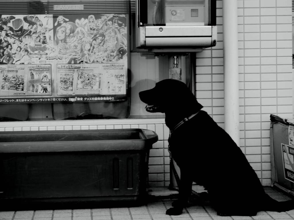 dog