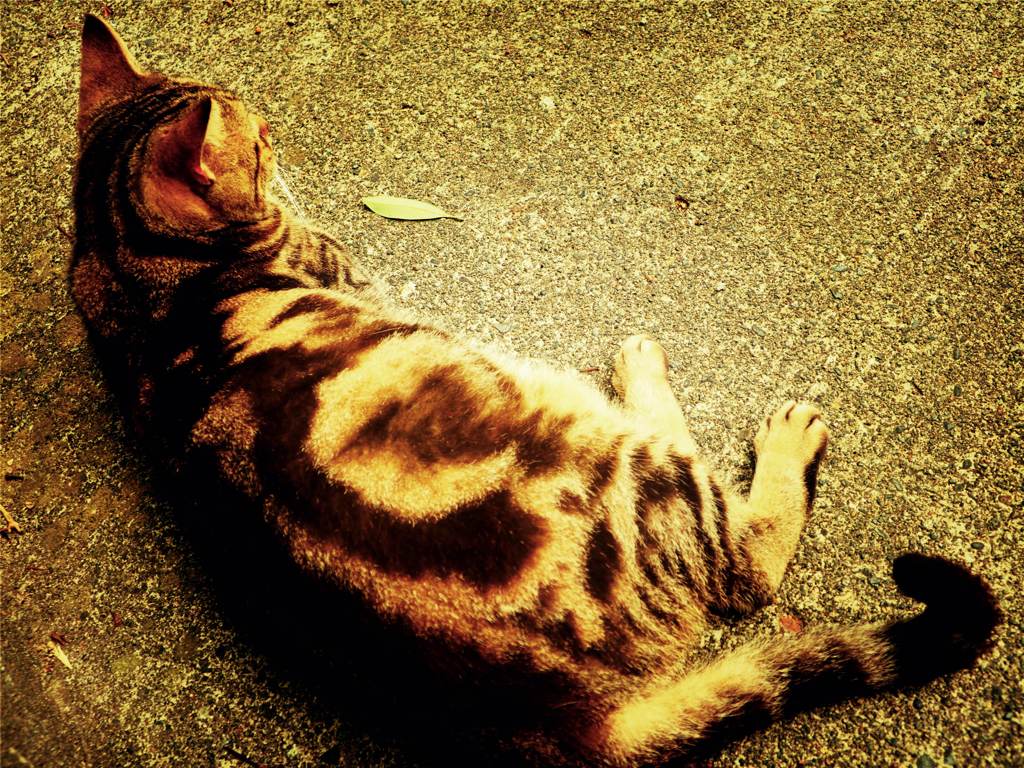 cat