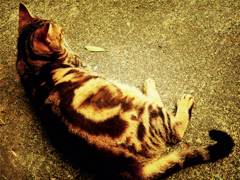 cat