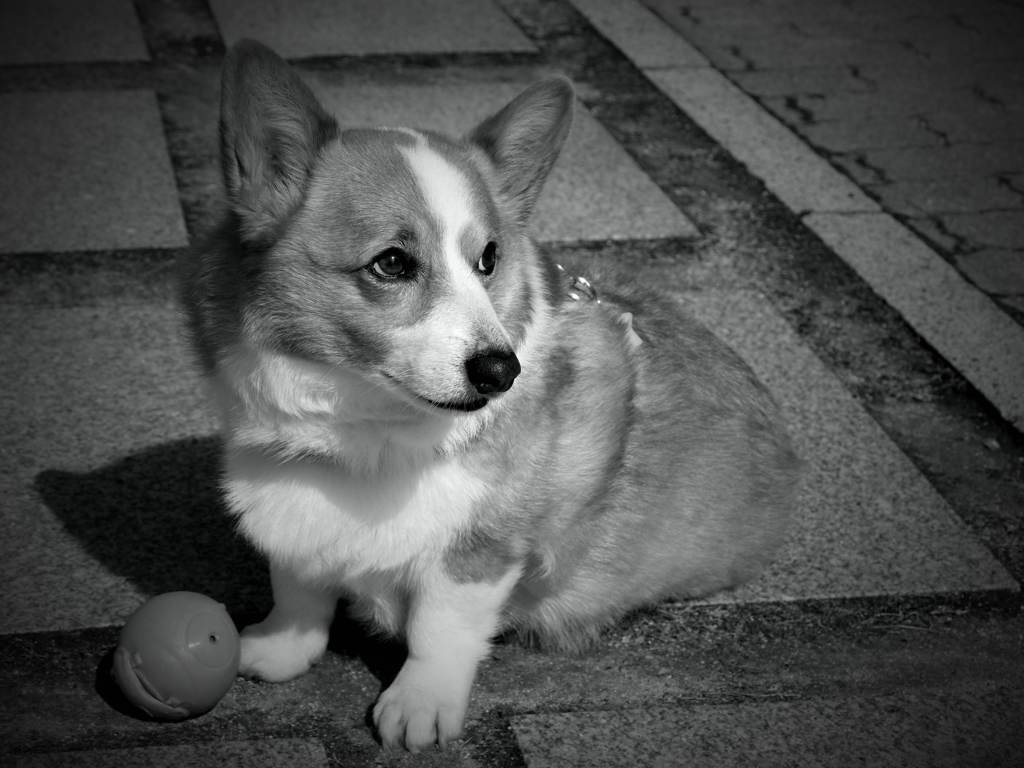 dog