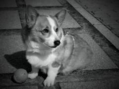 dog