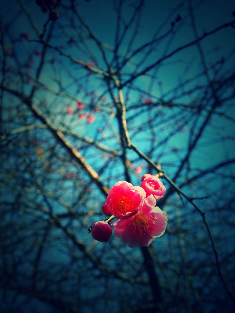 blue and pink