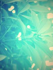 white green