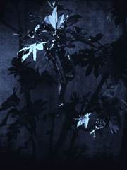 rebirth
